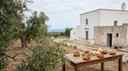 Cover image for: Puglia Olive Oil Tasting: Top Frantoio Tours & Tips