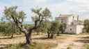 Cover image for: Puglia Olive Oil Tasting: Insider Guide to Hidden Masserie